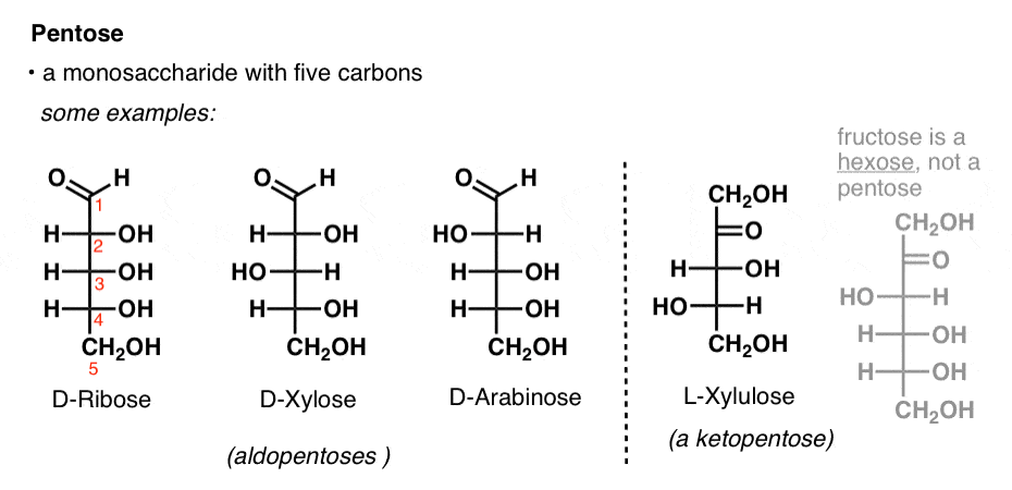 definition-of-a-pentose-is-that-it-is-a-monosaccharide-with-five-carbons