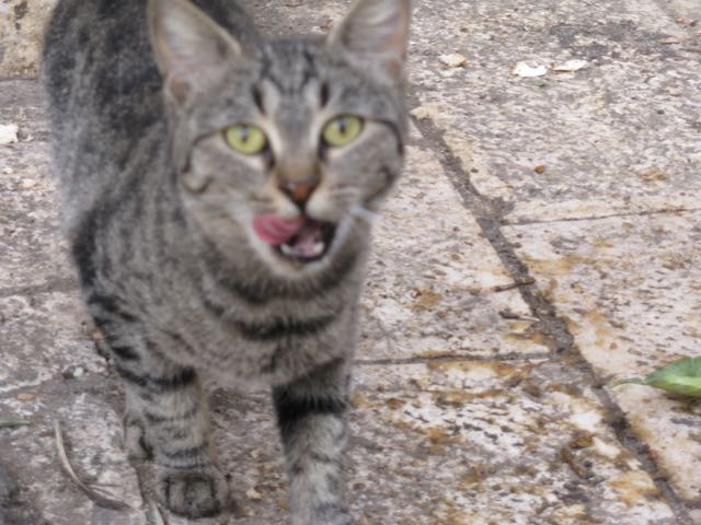 Image-of-a-jerusalem-street-cat