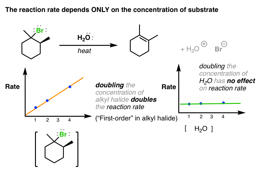 e1 reaction rate depends only on concentration of substrate