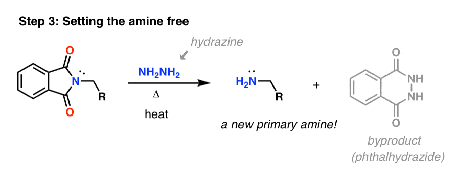 gabriel synthesis hydrolysis of phthalimide liberation of amine with hydrazine and heat giving primary amine