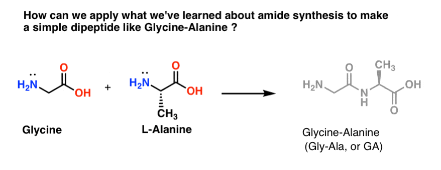 how to make a dipeptide from glycine and alanine
