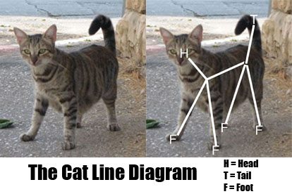the-cat-line-diagram