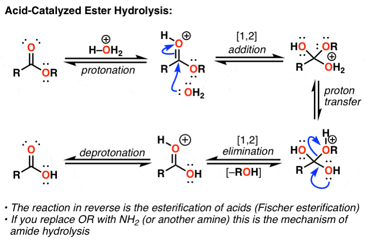 acid catalyzed hydrolysis of esters mechanism