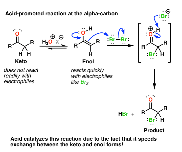 acid protonated formation of enols leads to faster bromination reactions