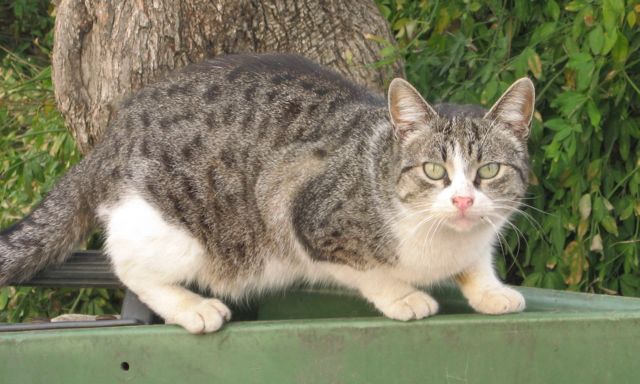 erusalem-cat-perched-on-top-of-a-dumpster