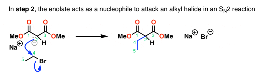 مکانیسم سنتز استر مالونیک مرحله 2 sn2 انولات یک آلکیل هالید