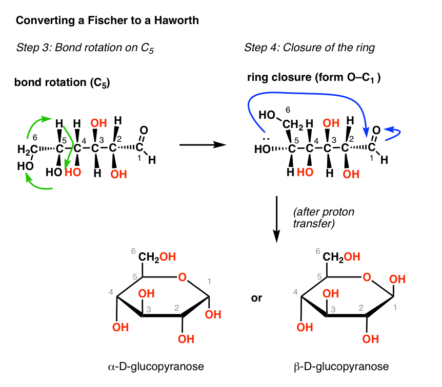 Converting a Fischer Projection To A Haworth (And Vice Versa)