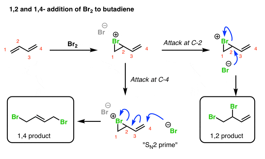 12 and 14 addition of bromine br2 to butadiene forms bromonium ion and then attack can happen either at c2 which gives 12 product or 14 sn2 prime which gives 14 product
