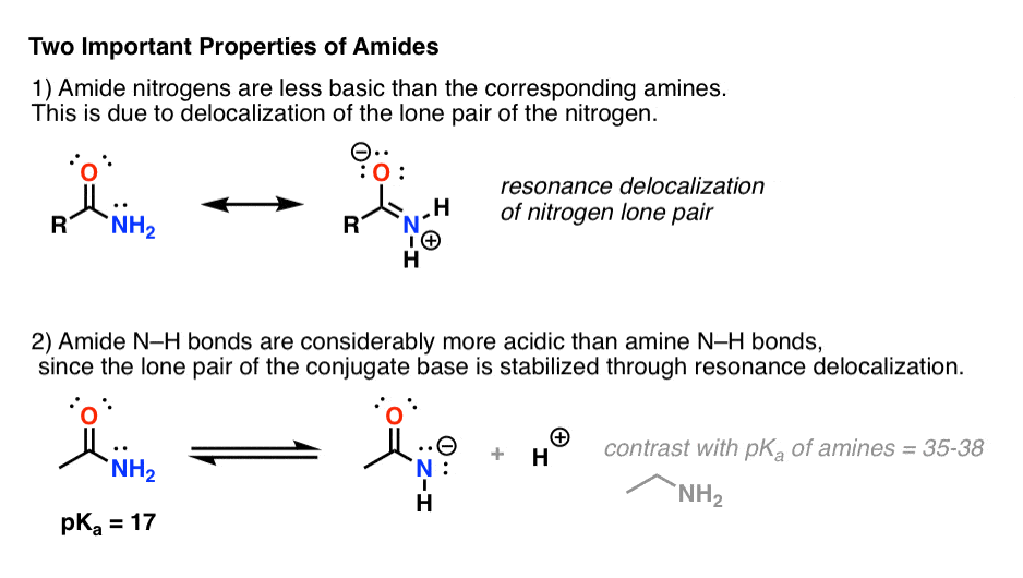 amide properties - amide nitrogens less basic than amines due to delocalization and amide n h bonds are more acidic than amine n h bonds