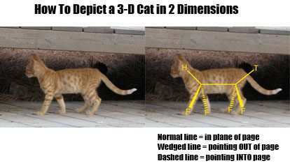 depicting-a-3d-cat-in-two-dimensions-from-the-side