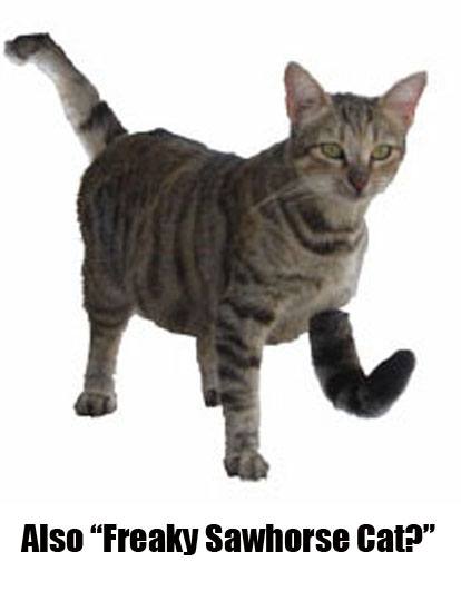 انانتیومر-گربه-اسب اره-فریکی-این-همان-گربه-است-یا-نه