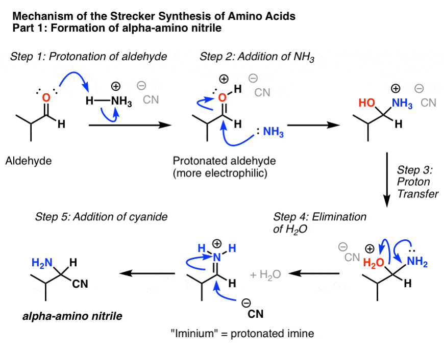 mechanism of the strecker amino acid synthesis formation of alpha amino nitrile