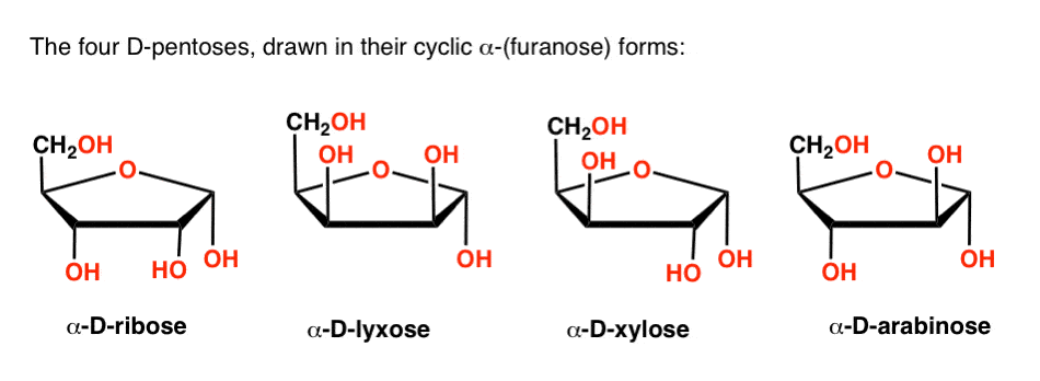ribose-lyxose-xylose-arabinose-drawn-in-furanose-haworth-projection