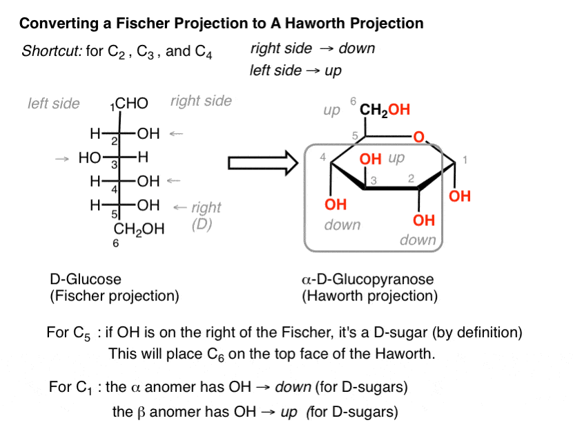 convert-fischer-projection-to-haworth-projection-shortcut-right-side-down-left-side-up
