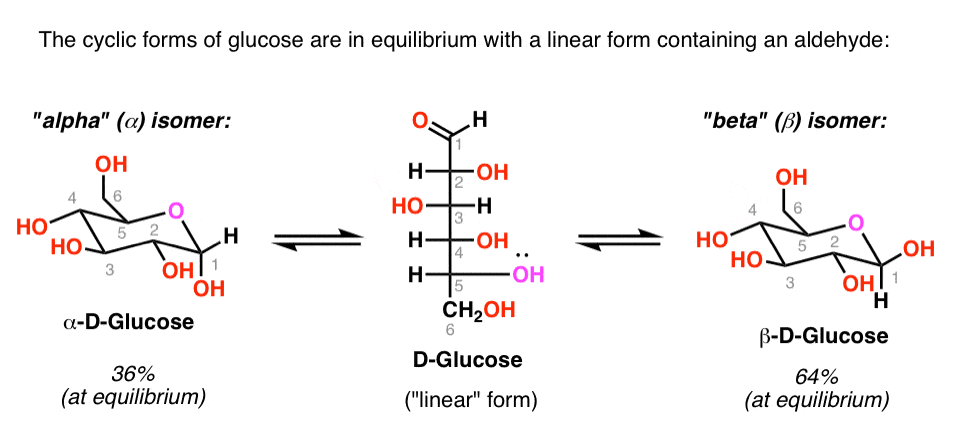 cyclic-form-of-sugars-are-in-equilibrium-with-linear-form-that-has-free-aldehyde-and-this-can-be-oxidized