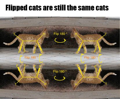 organic chemistry cat memes