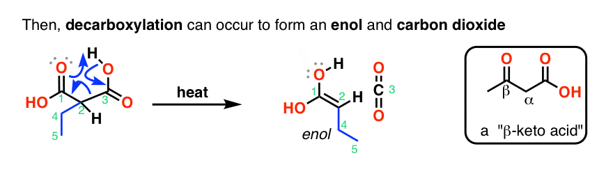 malonic ester synthesis step 4 decarboxylation