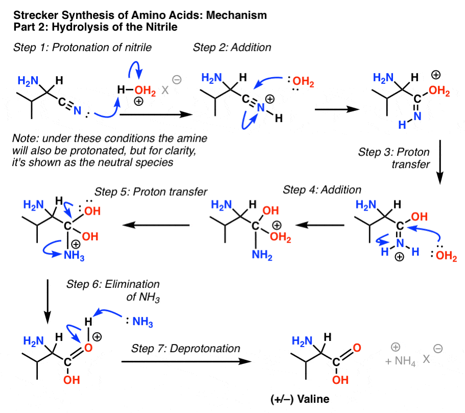 Amino acid Synthesis. Синтез аминокислот Штреккер. Резонансные структуры нитрилов. Нитрил в Амин.