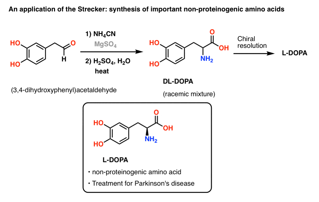 application of the strecker synthesis in making the non proteinogenic amino acid l dopa