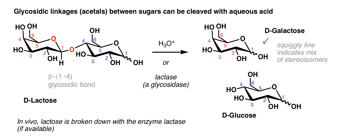 hydrolysis-of-the-glycosidic-bond-of-disaccharides-with-acid-for-example-lactose