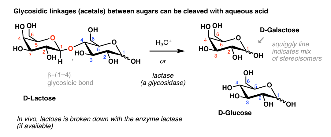 maltose hydrolysis mechanism