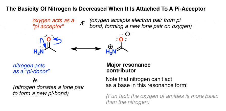 nitrogen is strong pi donor and basicity is decreased adjacent to a carbonyl due to pi bond formation