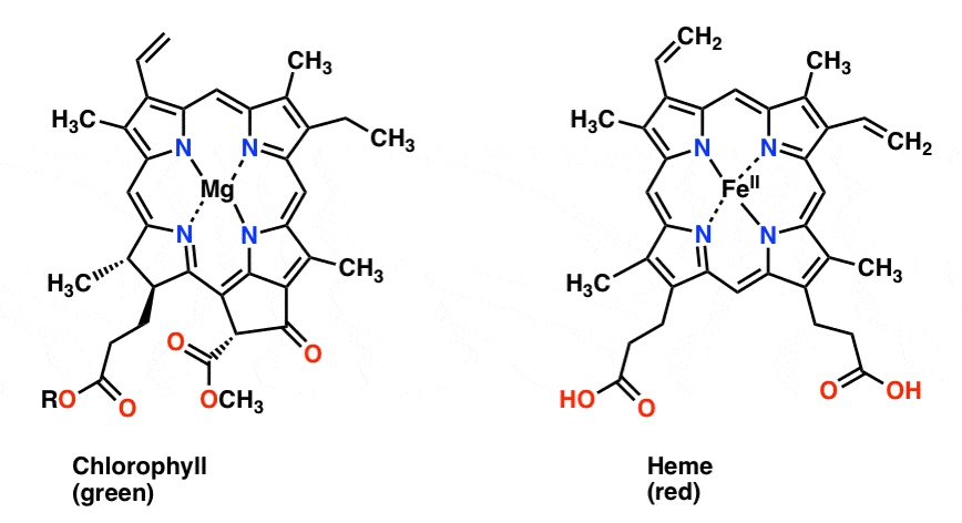 structure of chlorophyll structure of heme each highly conjugated molecules with distinctive colors
