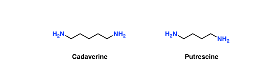 cadaverine-putrescine