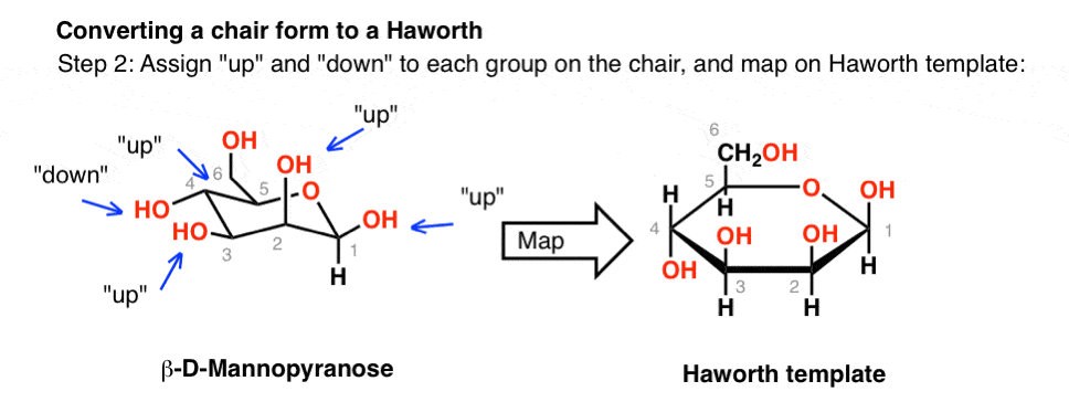 maltose chair conformation