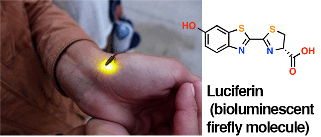 luciferin chemical structure