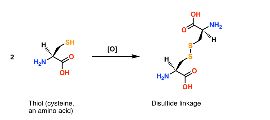 oxidation of thiol cysteine to disulfide linkage found in proteins