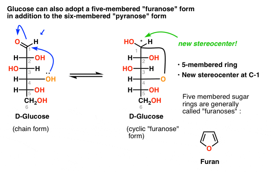 -glucose-can-also-adopt-a-five-membered-furanose-form-in-addition-to-the-six-membered-pyranose-form