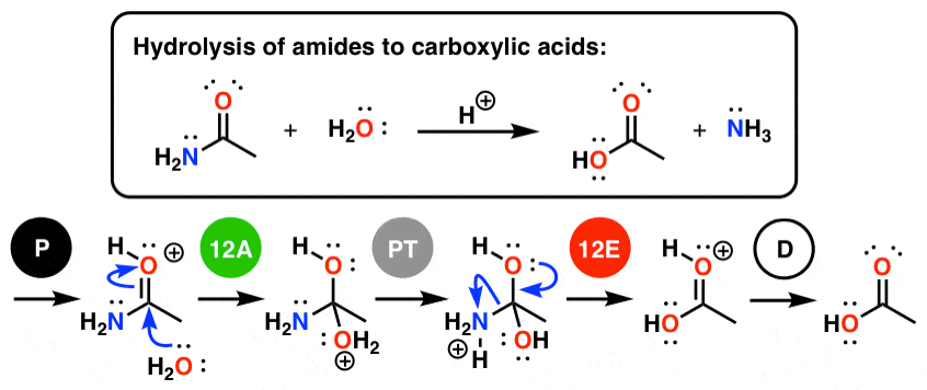 hydrolysis of amides to carboxylic acids padped mechanism broken down