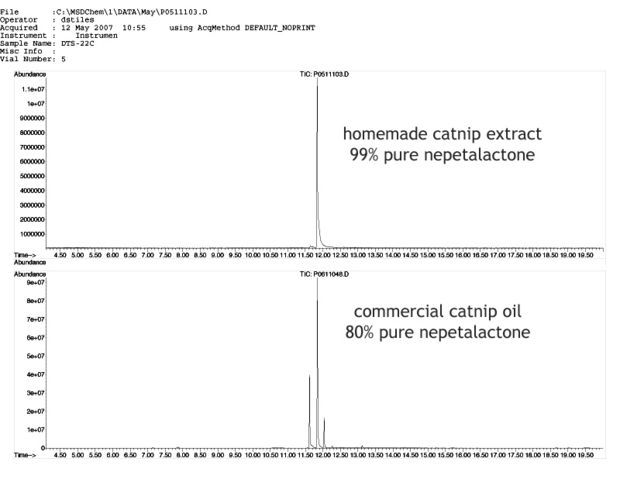 catnip oil homemade versus commercial