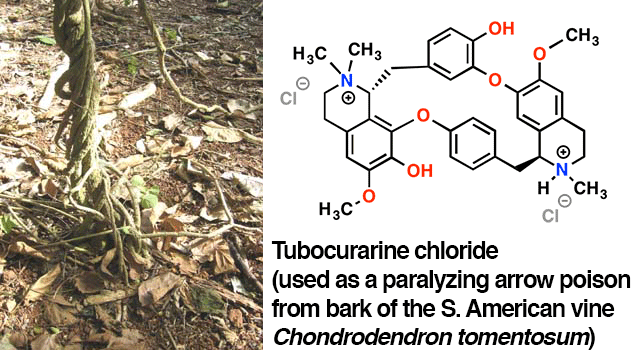 tubocurarine chloride from curare vine