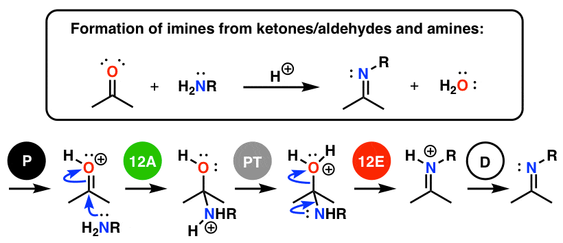 formation of imines from ketones mechanism padped steps broken down