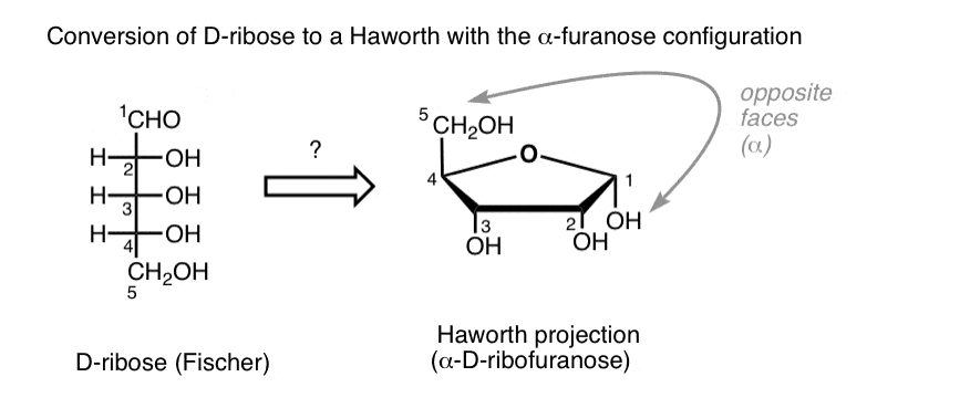 quiz-convertion-of-d-ribose-to-haworth-with-alpha-furanose-configuration