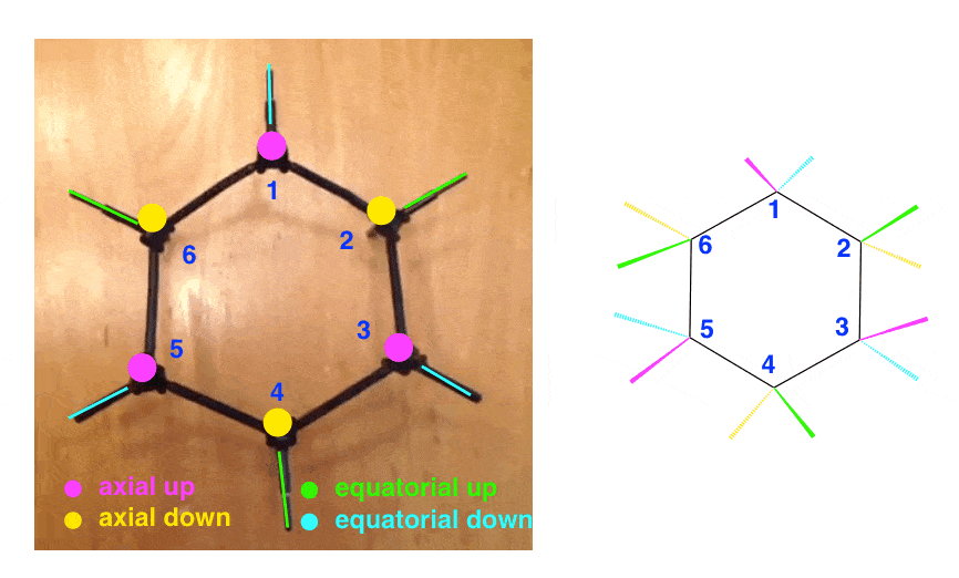top-down-view-of-cyclohexane-with-all-axial-and-equatorial-groups-labelled-different-colors-color-coded