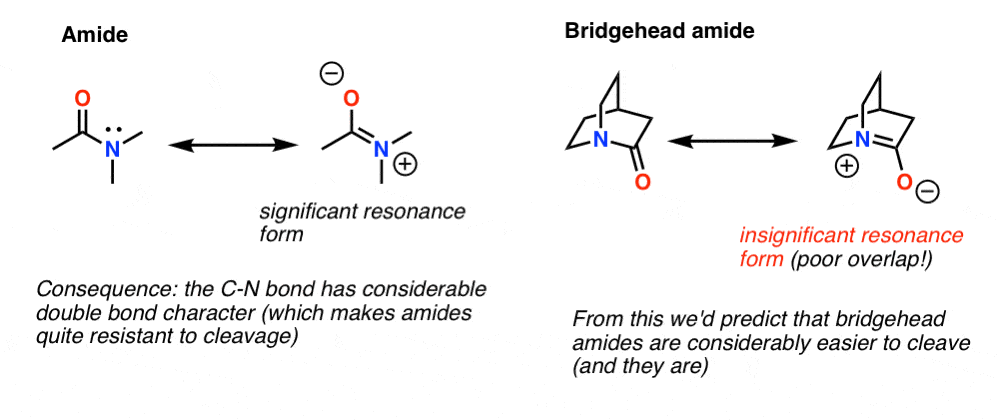 F2-bridgehead-amides-are-difficult-to-make-since-they-are-easily-cleaved-insignificant-resonance-form-with-partial-c-n-double-bond-due-to-poor-overlap