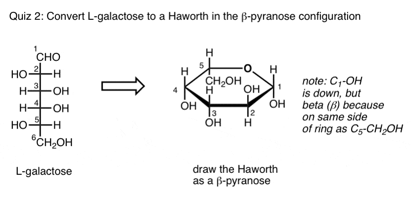 practice-galactose-fischer-to-haworth
