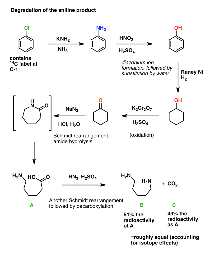 john roberts degradation study to determine structure of benzyne addition product