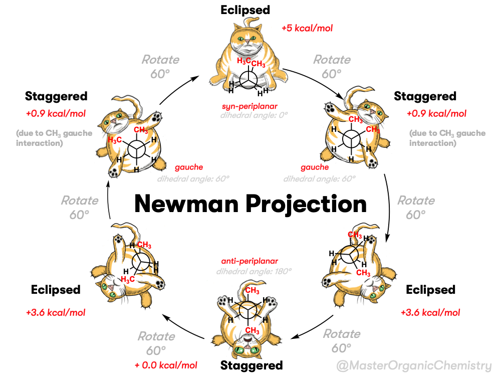 Newman projection of butane using cat analogy
