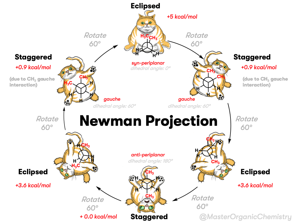 Newman Projection of Butane and Gauche Conformation