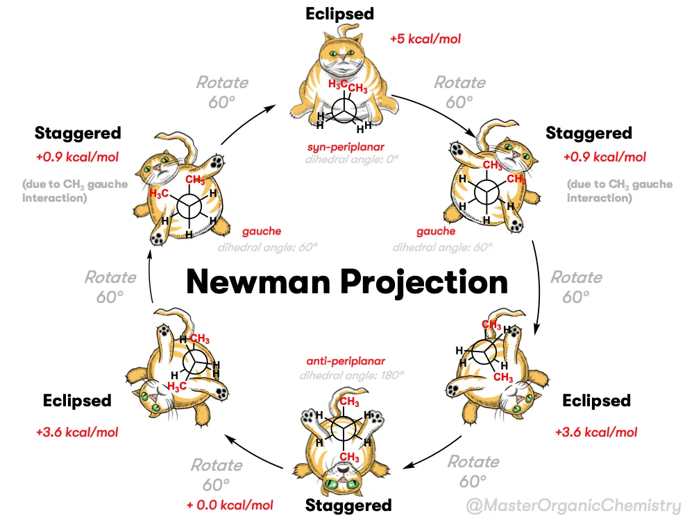 Chemistry Newman Projection Cats