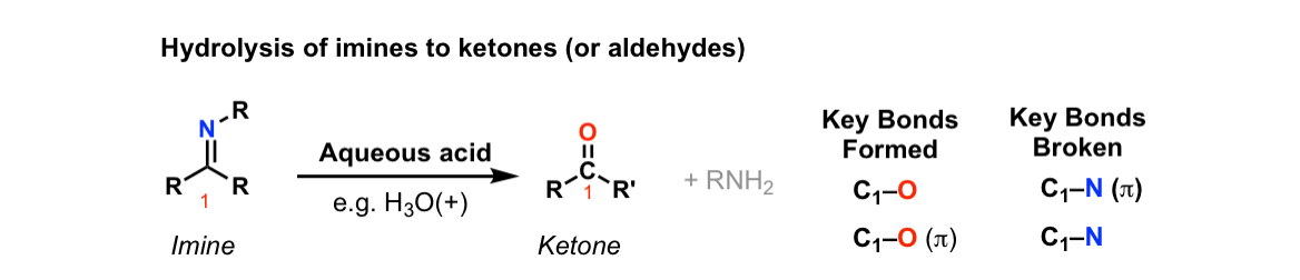 Hydrolysis Of Imines To Give Ketones Or Aldehydes Master Organic Chemistry