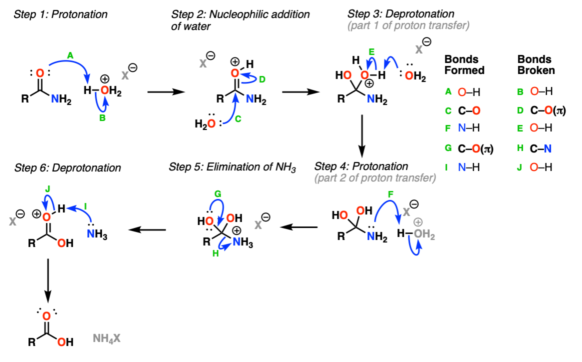 mechanism for acidic hydrolysis of amides