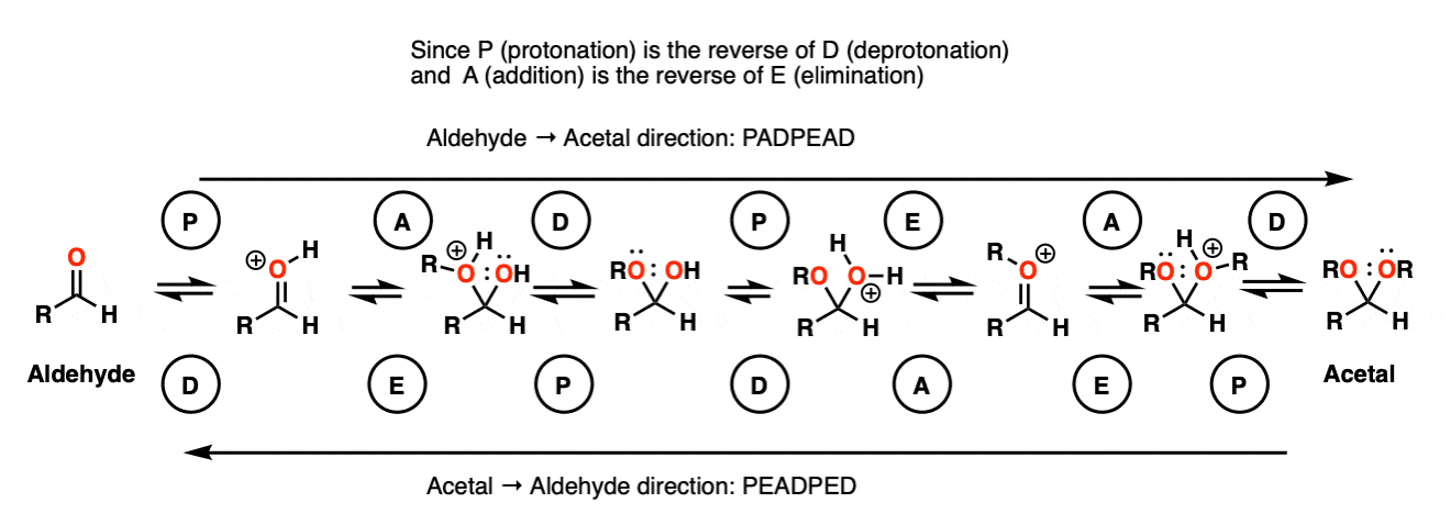 a fun scheme for mechanism of acetal formation and acetal hydrolysis