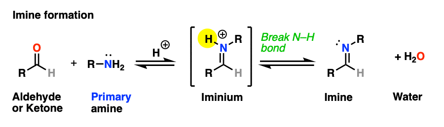 1-scheme for imine formation via iminium salt and deprotonation of n-h to give neutral imine