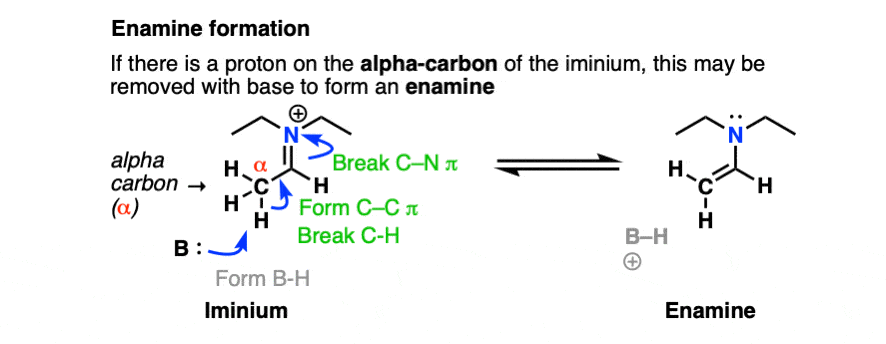deprotonation of iminium salt to give enamine scheme