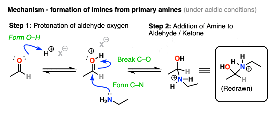 mechanism-for-the-formation-of-imines-from-aldehydes-and-ketones-part-1-addition